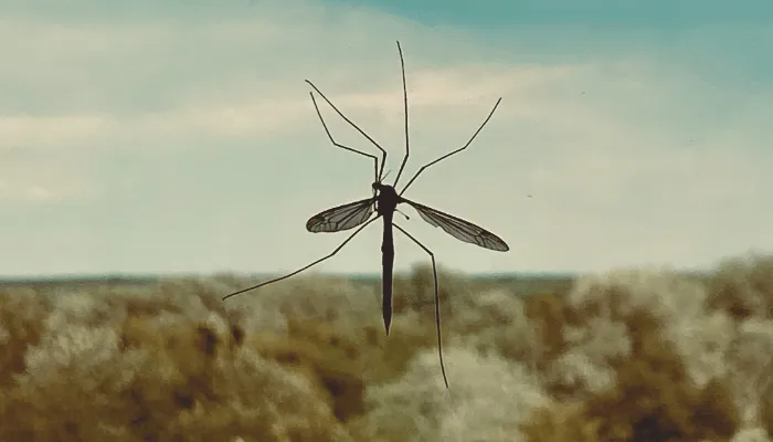 mosquito