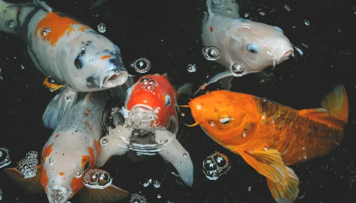 garden ponds with fish