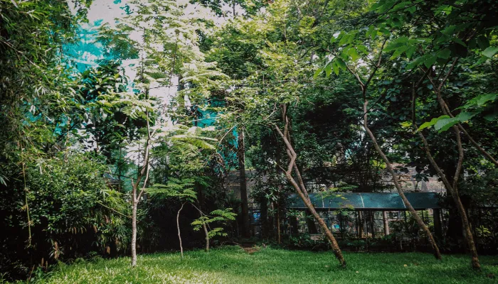 Jardim Sem Mosquitos