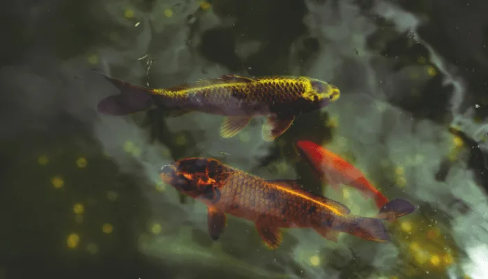 Lago de Jardim com Peixes