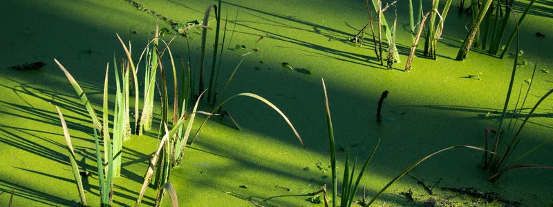 algae bloom