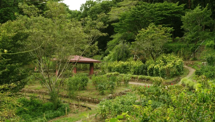 mosquito free garden