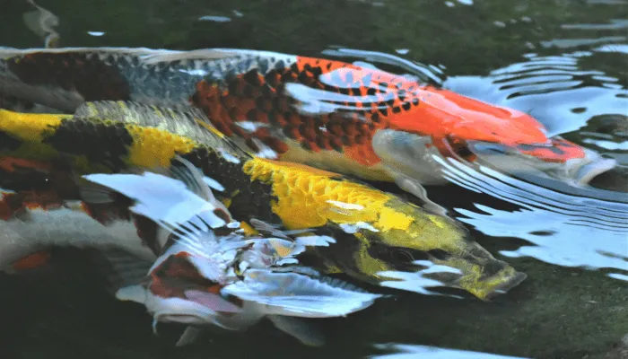 garden ponds with fish