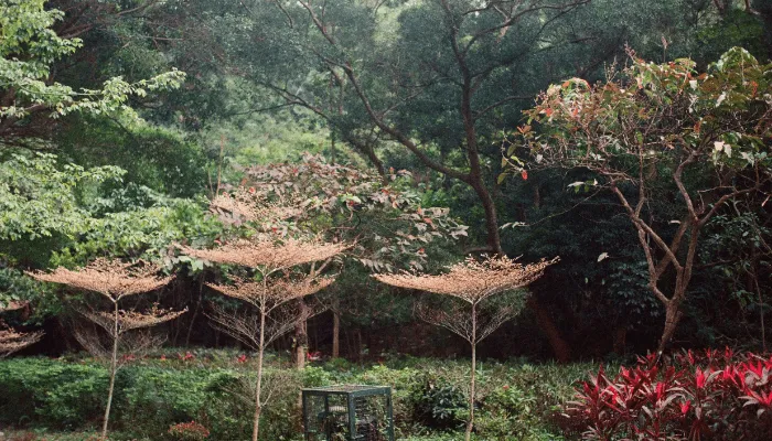 mosquito free garden