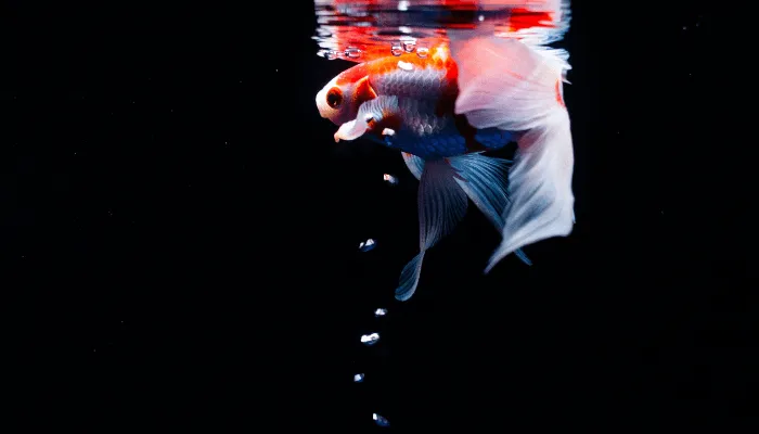 goldfish
