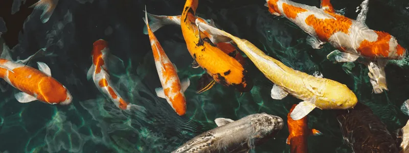 koi fish in a pond