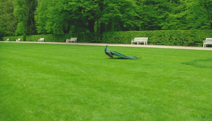 how to make a good lawn