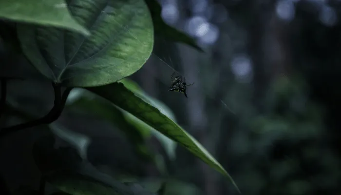 Jardim Sem Mosquitos
