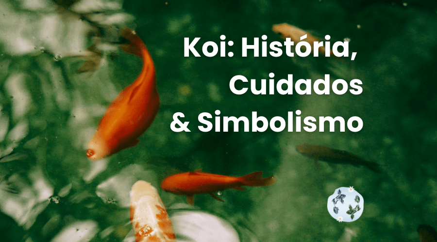 Koi: O Guia Definitivo sobre Cuidados, Variedades e Simbolismo