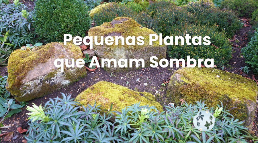 Ilumine os Seus Espaços Sombrios com Estas Pequenas Plantas que Amam Sombra