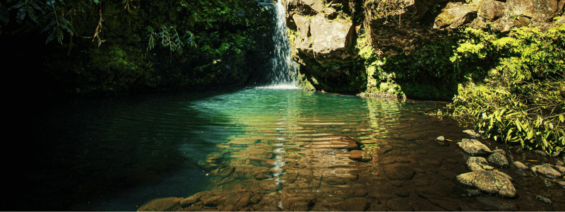 pond in nature