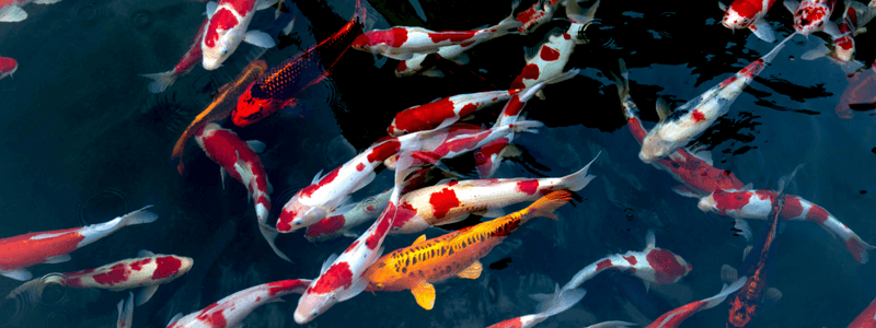 kohaku in a natural pond