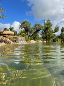 natural pool with a waterfall