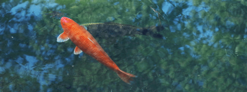 koi fish