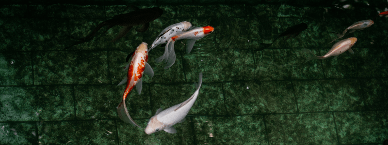 koi fish