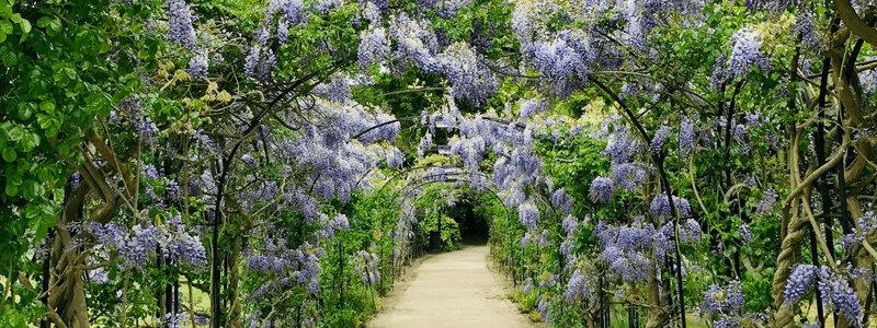 softscape landscaping