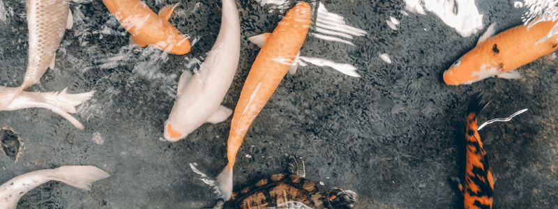 koi fish in a natural pond