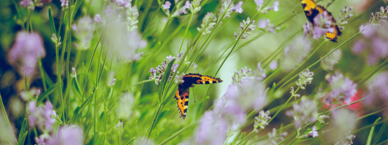 butterfly in a garden