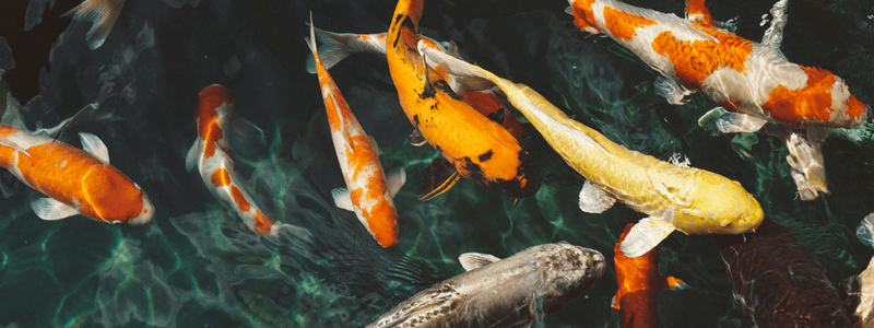 koi fish in a pond