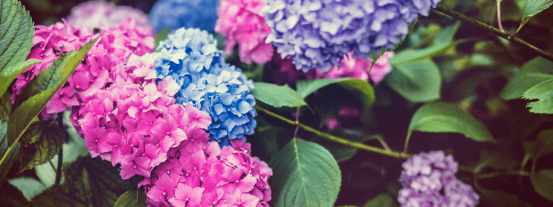 Hydrangeas