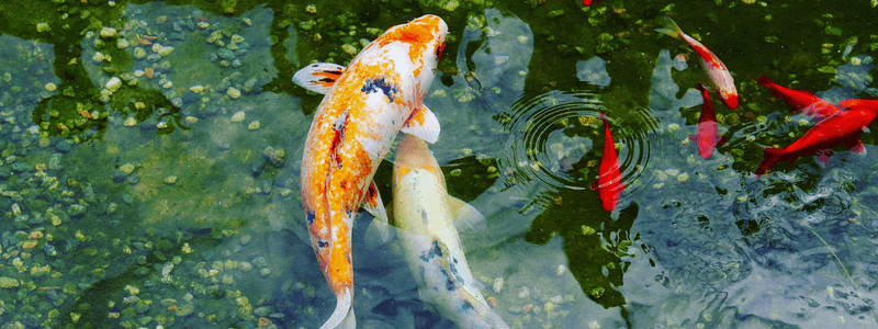 koi fish in a pond