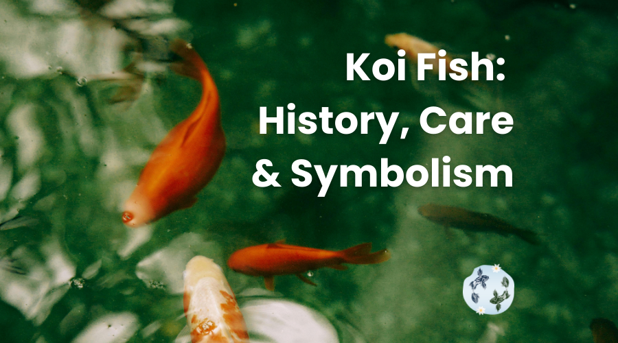 koi fish blog