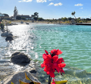 about sobre oásis biosistema