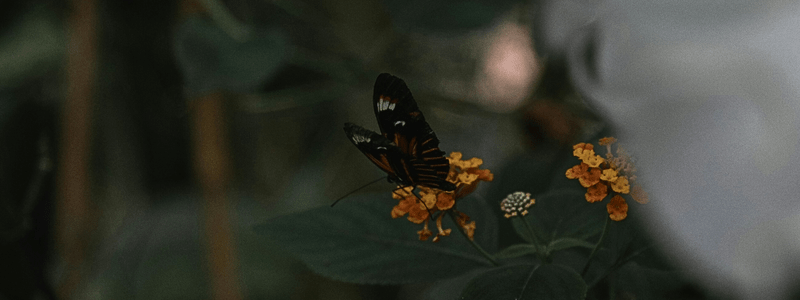 small plants that like shade