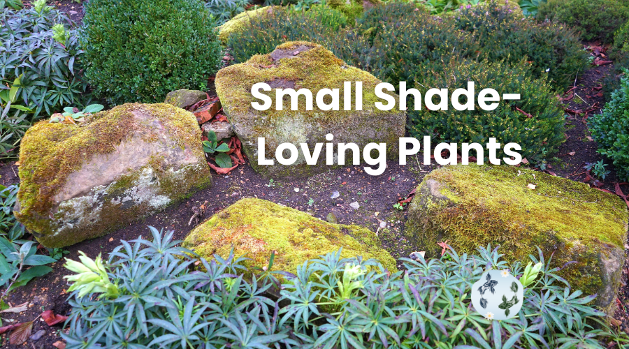 small plants that like shade blog