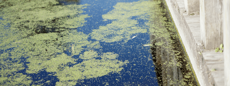 how to clear my pond water