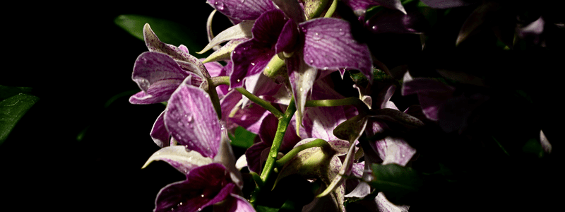 small plants that like shade