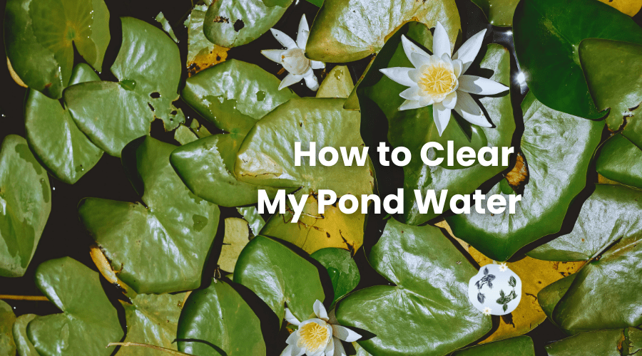 how to clear my pond water