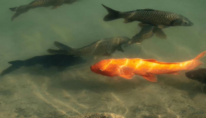 Peixes para Lagos