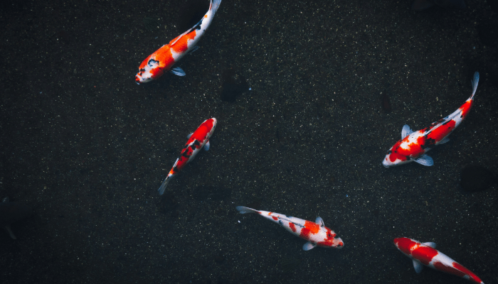 koi peixes para lagos