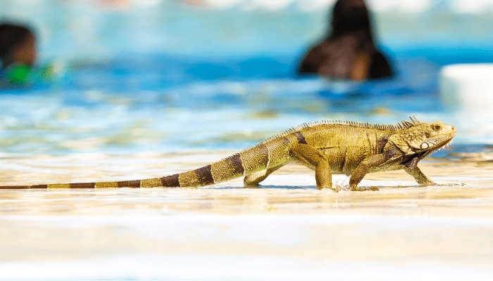 lizard next to a pool