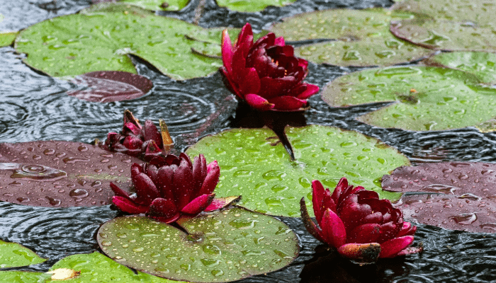 pond plants