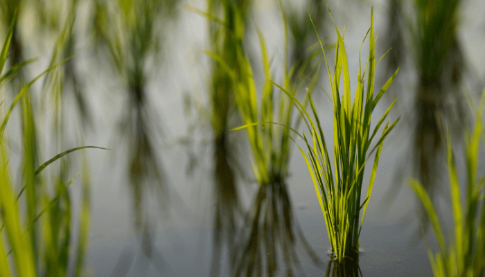 pond plants