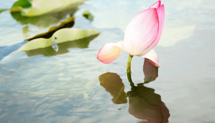 pond plants