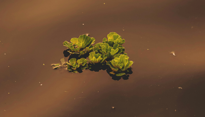 Melhores Plantas para Lagos