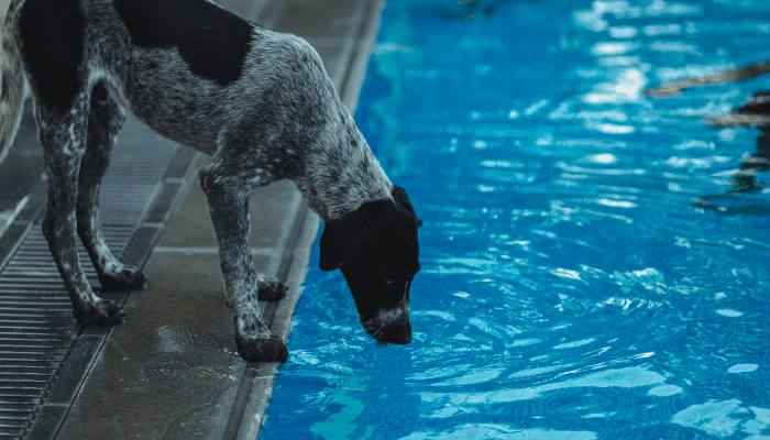 types of swimming pool