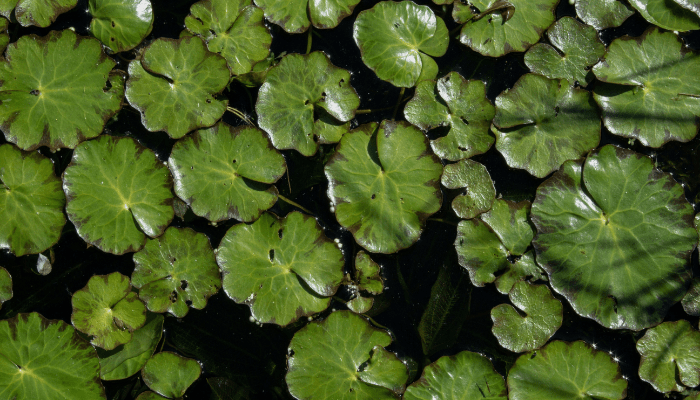 Melhores Plantas para Lagos