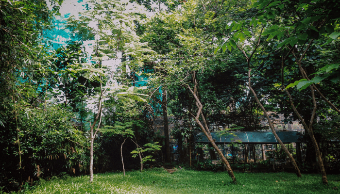 Jardim Sem Mosquitos