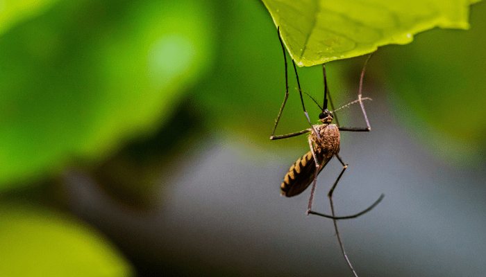 mosquito free garden