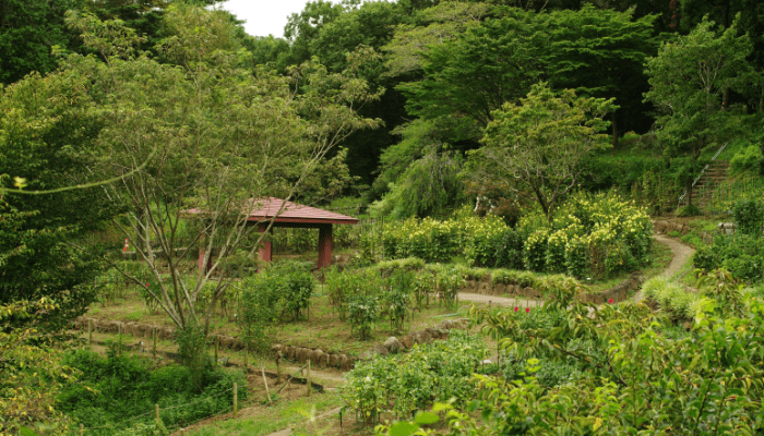 mosquito free garden