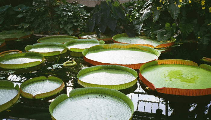 Jardim Sem Mosquitos