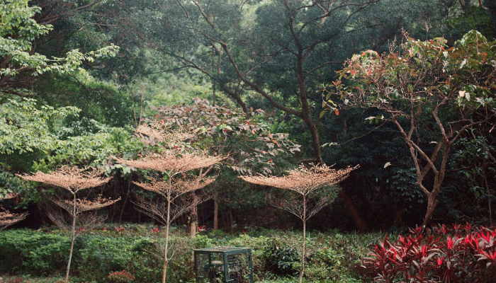 mosquito free garden