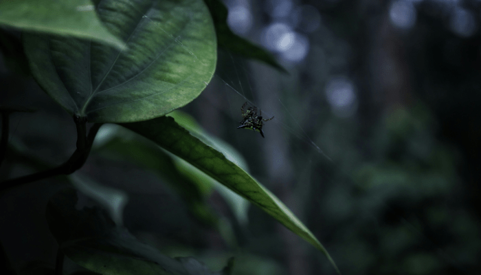 Jardim Sem Mosquitos