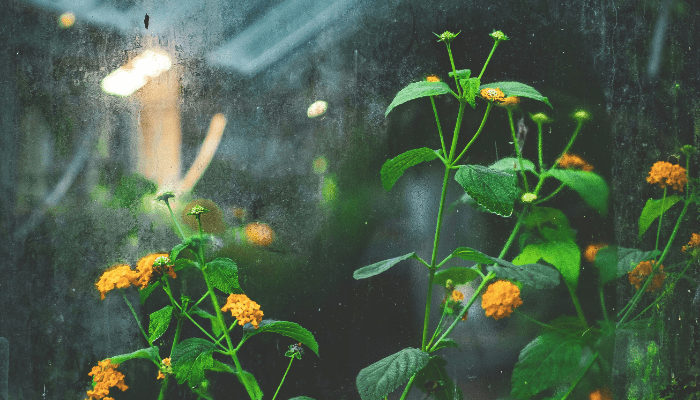 jardins de chuva