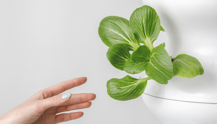 hydroponic gardening