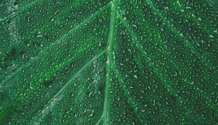 rain gardens